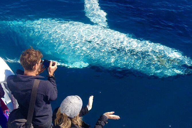 Noosa Whale Watching Adventure Cruise - Noosa Whale Watching Adventure Cruise: An Up-Cclose Encounter with Nature