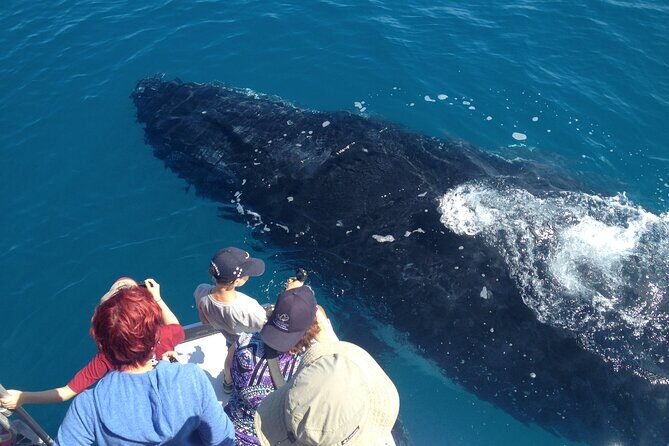 Noosa Whale Watching Adventure Cruise - In-Depth Review of the Noosa Whale Watching Adventure Cruise
