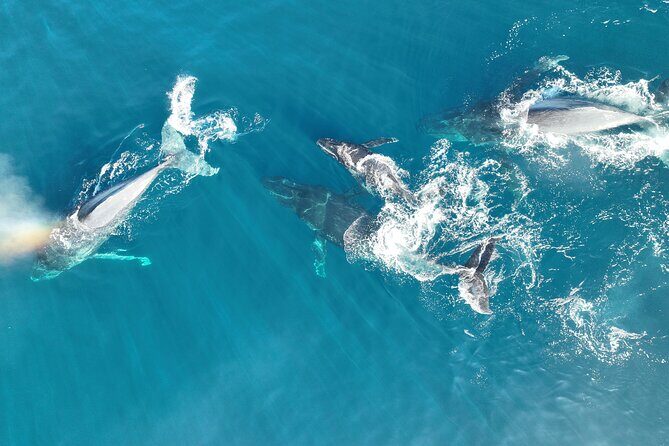 Noosa Whale Watching Adventure Cruise - Frequently Asked Questions