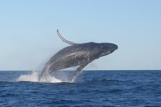 Noosa Whale Watching Cruise  Humpback Whale Adventure - The Itinerary & Highlights