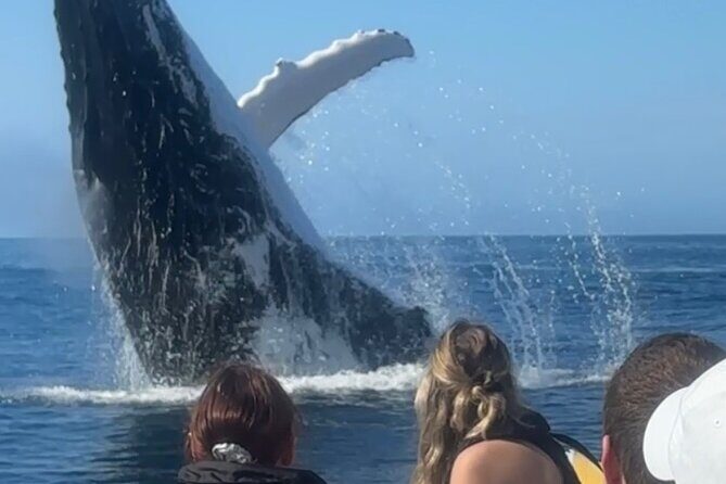 Noosa Whale Watching Cruise  Humpback Whale Adventure - The Experience of the Vessel