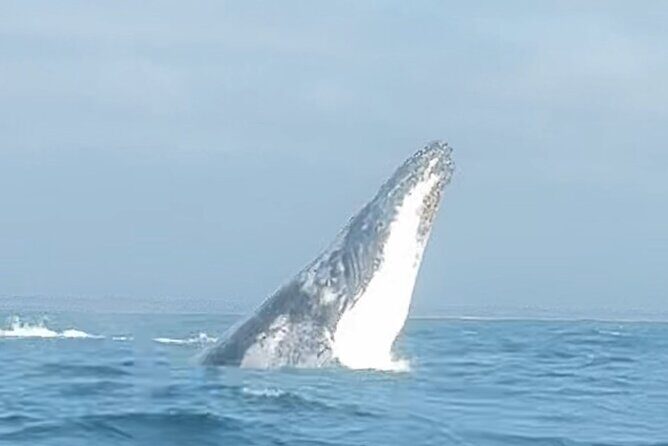 Noosa Whale Watching Cruise  Humpback Whale Adventure - The Value and Cost
