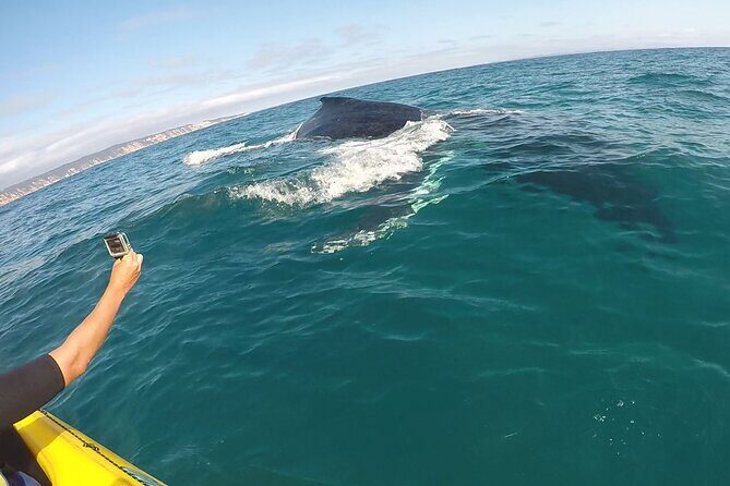 Noosa Whale Watching On Ocean Kayaks & Beach 4X4 Tour - Key Points