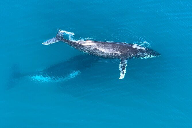 Noosa Whale Watching Tours - Noosa Whale Watching Tours: An Authentic Marine Adventure