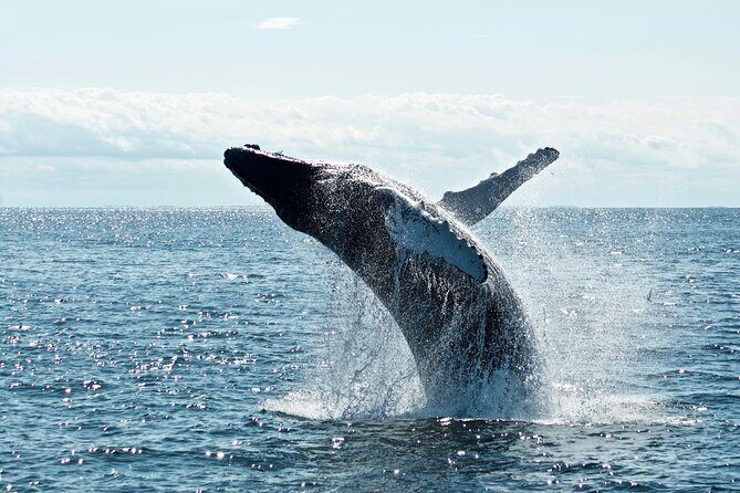 Noosa Whale Watching Tours - Exploring the Noosa Whale Watching & Dolphin Safari in Detail