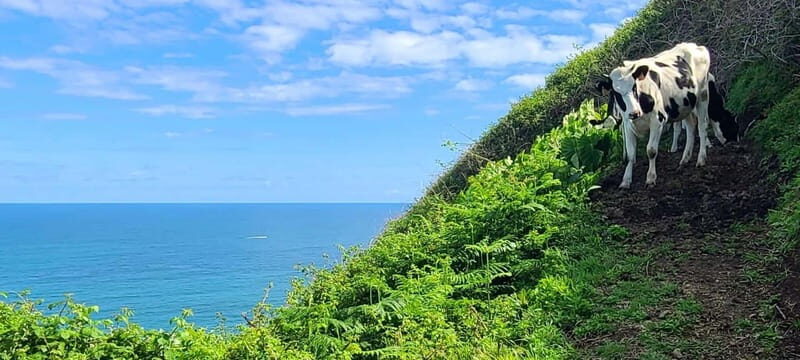 Nordeste/Northeast coast FULL DAY Waterfalls Hike - A Full Day of Nature and Discovery on São Miguel’s Northeast Coast