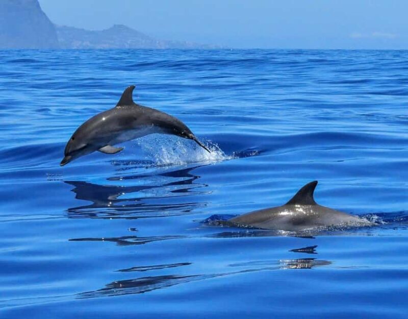 North Coast Dolphins Sunrise Adventure Tour - Frequently Asked Questions