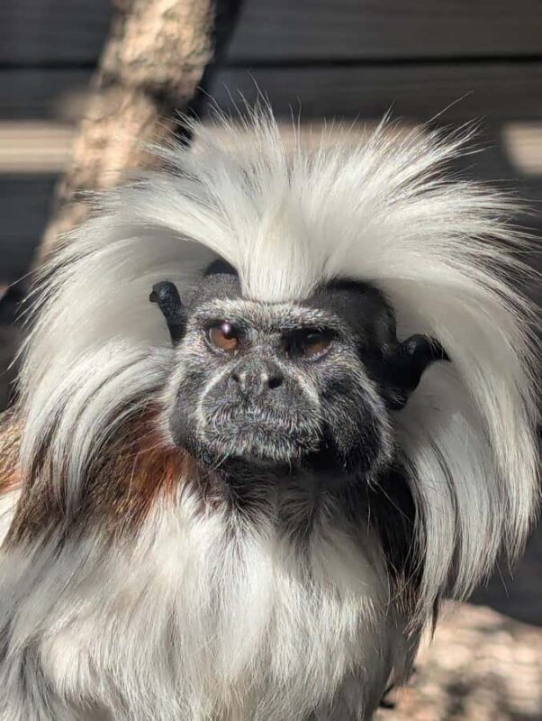 North Florida Wildlife Center General Admission - Key Points