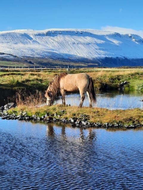 North Iceland: Horseback Riding Tour - An Introduction to the Icelandic Horse and the Ride