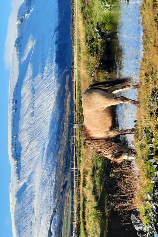 North Iceland: Horseback Riding Tour - Who Should Consider This Tour?