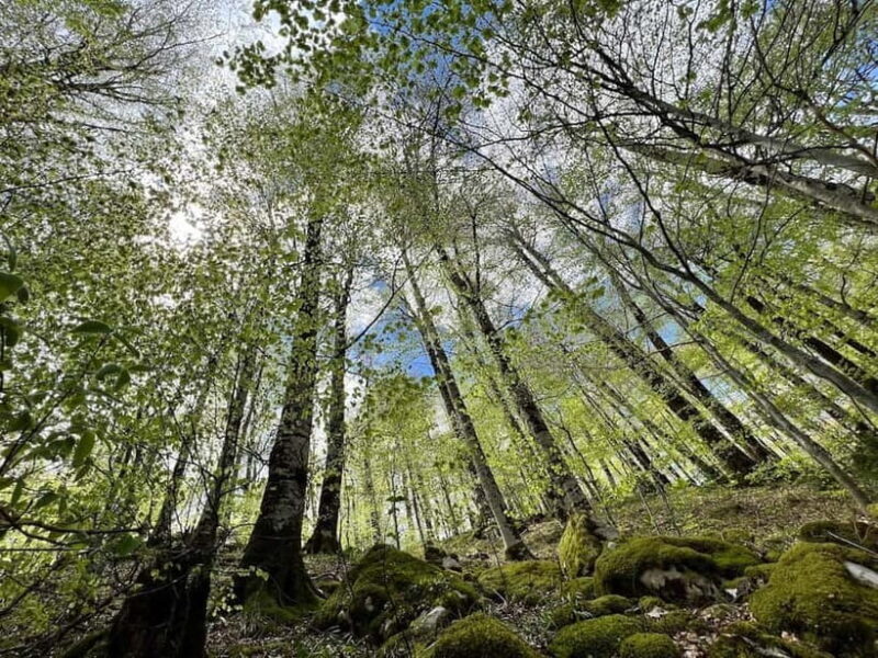 North Montenegro return trip - Biogradska Gora National Park - FAQs About the Tour
