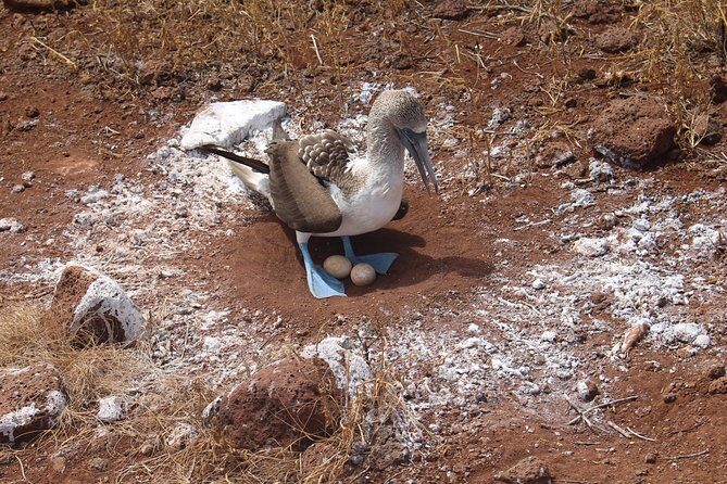North Seymour Day Trip Galapagos - Who Should Consider This Tour?