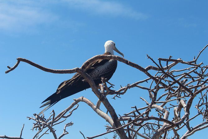North Seymour Day Trip Galapagos - The Sum Up