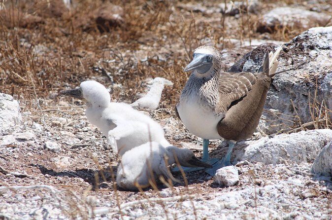 North Seymour Day Trip Galapagos - FAQ