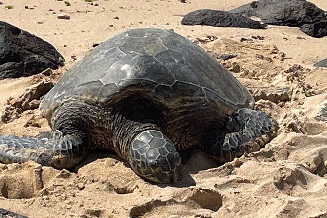 North Shore day,Waterfalls and Turtles Tour - Who Will Love This Tour?