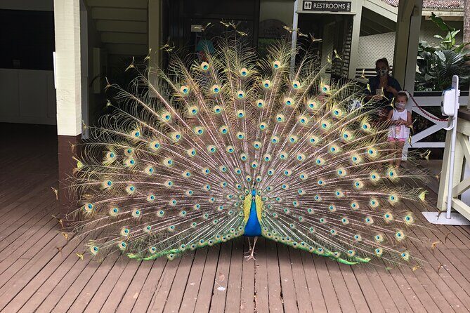 North Shore day,Waterfalls and Turtles Tour - FAQ