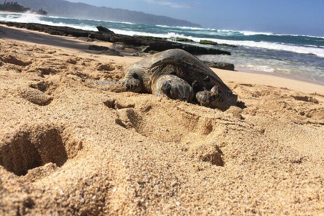 North Shore Excursion Private 7 Hour Tour of Oahu Countryside - FAQ