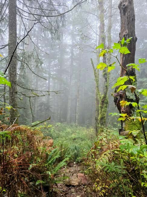 North Vancouver: Guided Forest Therapy & Forest Bathing Walk - Why This Tour Offers Real Value