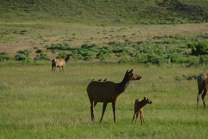 North Yellowstone Day Tour (Lamar Valley) Private Day Tour - The Sum Up