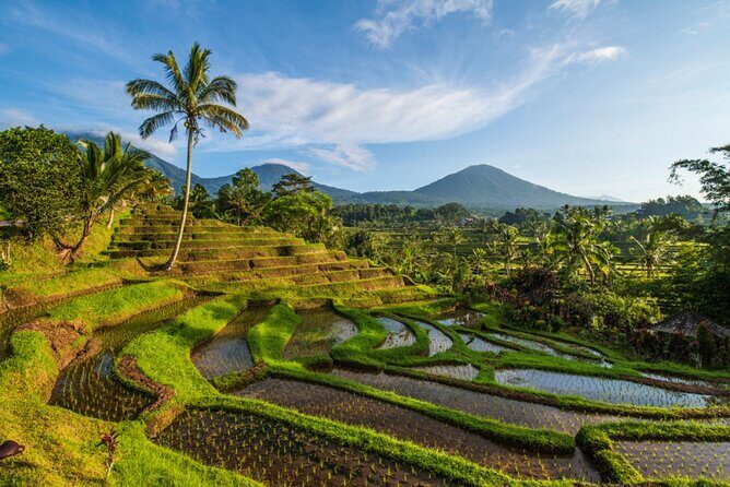 Northern Bali Tour - Private Full Day Tour - All Inclusive - Who will love this tour