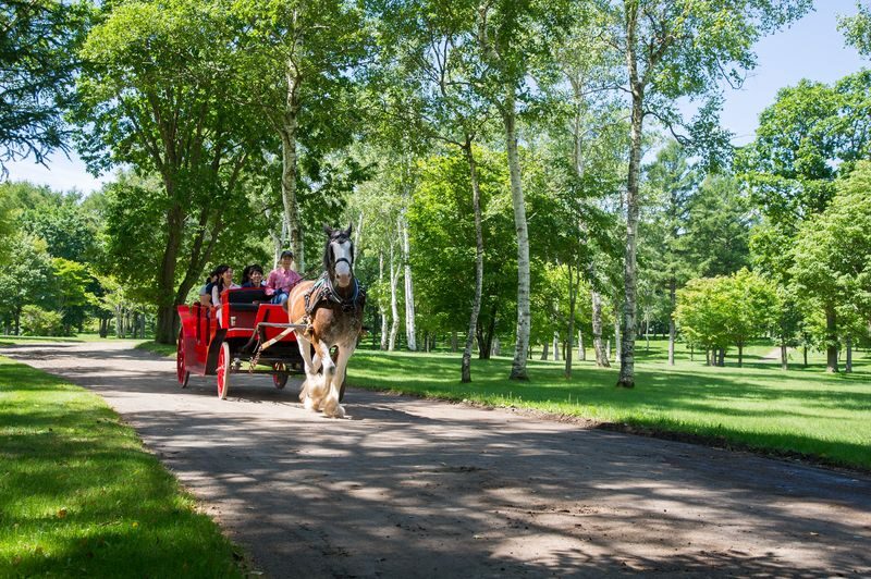 Northern Horse Park Ticket in Tomakomai, Hokkaido - A horse park within reach of New Chitose Airport