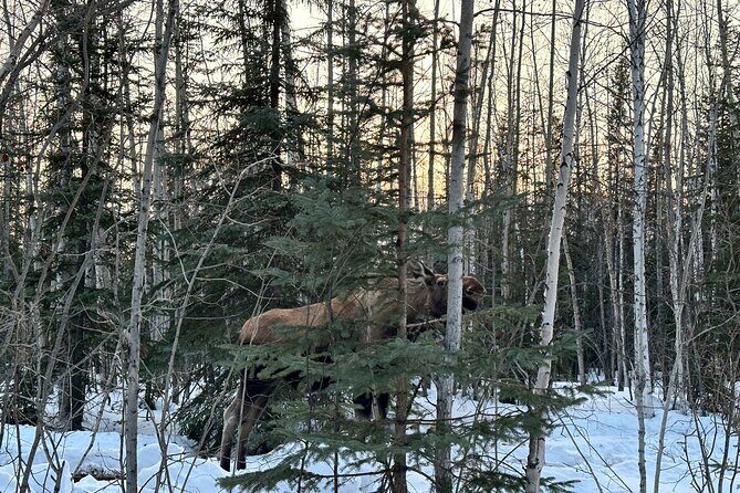 Northern Lights at Chena Hot Springs - Who Should Consider This Tour?