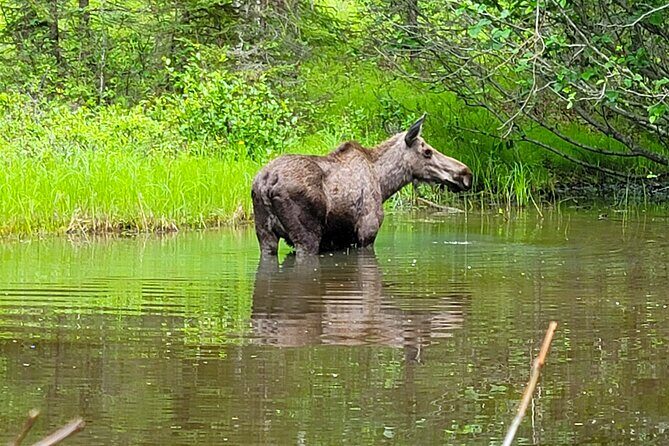 Northern Lights Experience in Anchorage - Final Thoughts