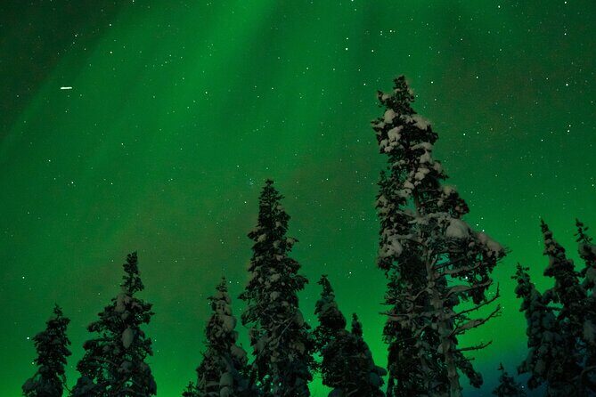 Northern lights Reindeer Sledge Ride - In-Depth Review: What to Expect from the Reindeer Sledge Ride