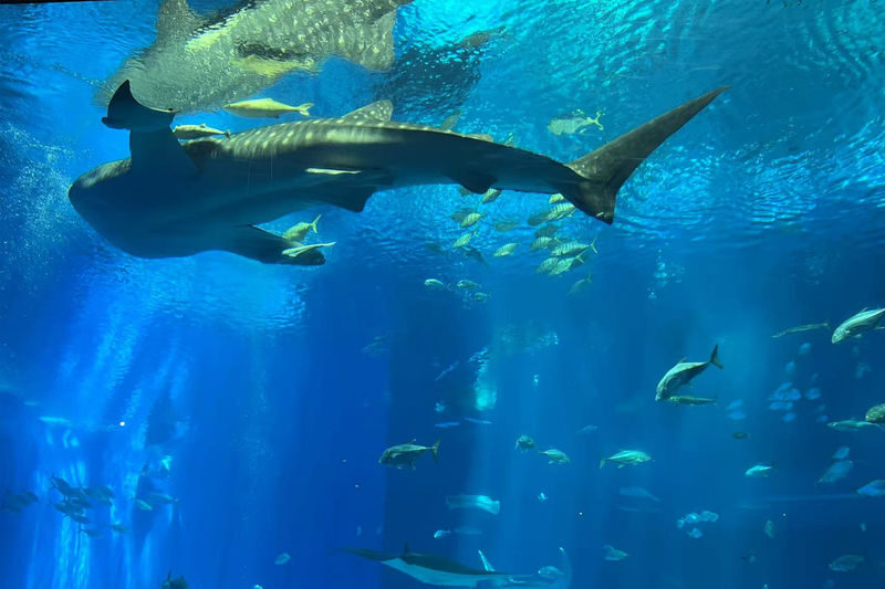 Northern Okinawa: Churaumi Aquarium & Kouri Island & Cape Manza & American Village Day Tour (Departing from Naha & Chatan) - A long day that solves Okinawa’s transport puzzle