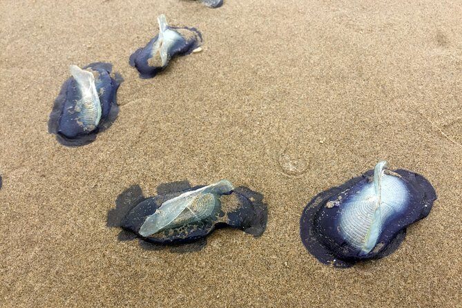 Northern Oregon Coast Day Trip to Cannon Beach Area - FAQ