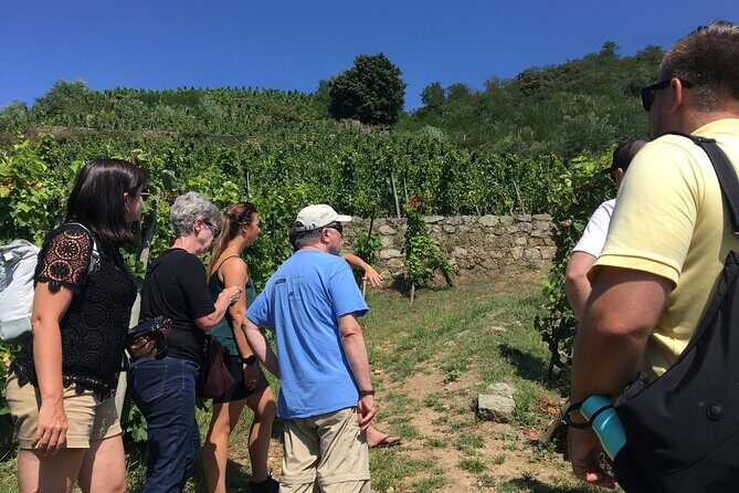 Northern Rhône Valley Wine tour from Lyon Half Day - An Authentic Taste of the Northern Rhône Valley in a Half-Day Tour