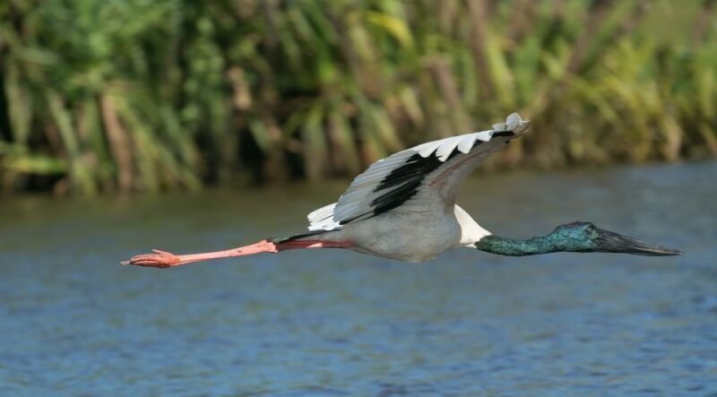 Northern Territory: Corroboree Billabong Nature Cruises - How the Tour Unfolds