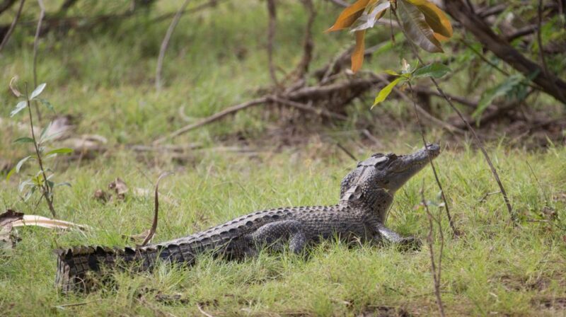 Northern Territory: Corroboree Billabong Nature Cruises - Frequently Asked Questions