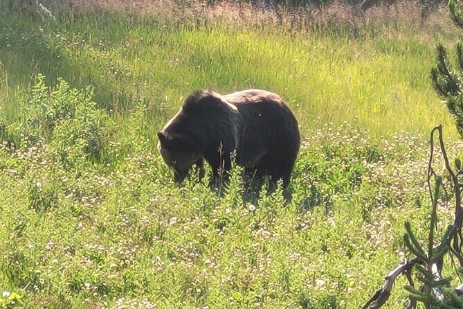 Northern Yellowstone Safari from Cody, WY - Who Will Enjoy This Tour?
