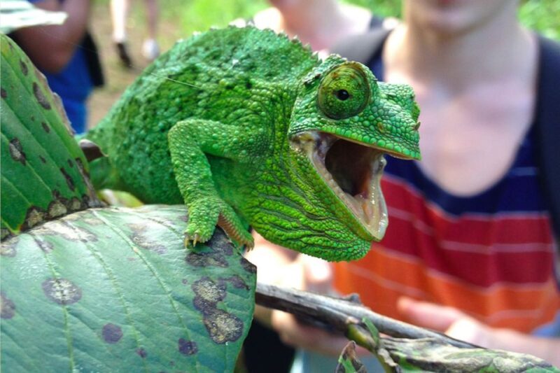 Northshore Maui: Guided Rainforest and Waterfall Walk - The Sum Up