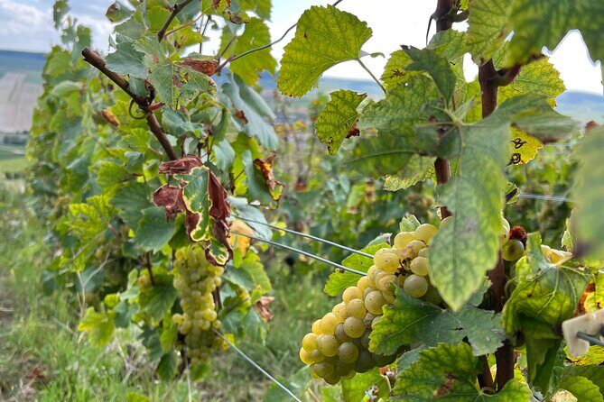 Not Your Average Champagne Tour - Day Trip From Paris (Private) - FAQ