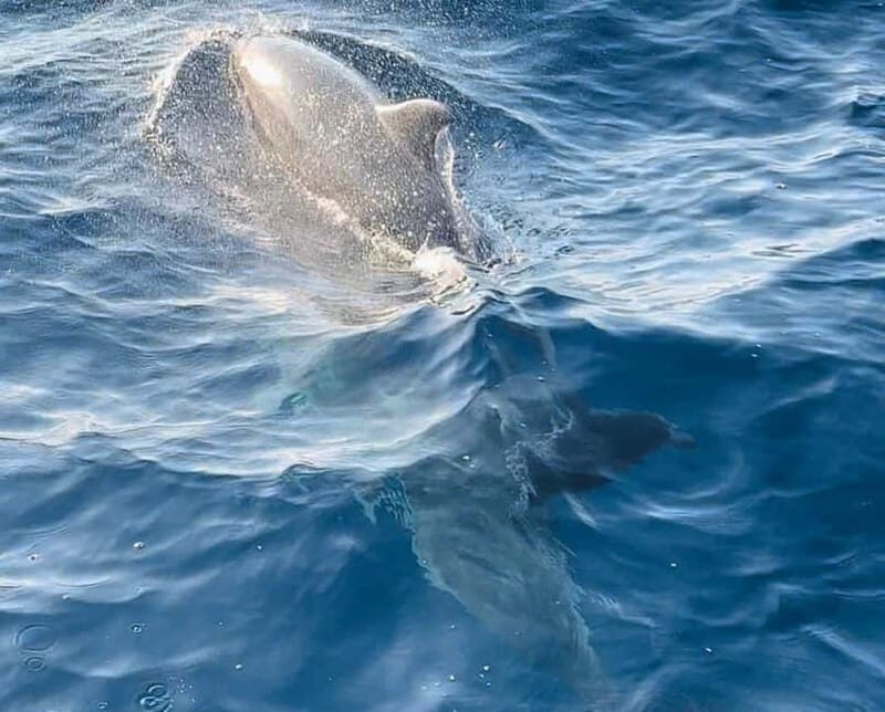 NP Brijuni Island Swimming & Dolphin Watching Sunset Cruise - Authentic Experiences and Tips
