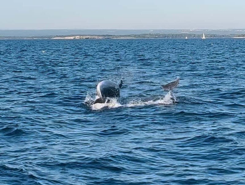 NP Brijuni Island Swimming & Dolphin Watching Sunset Cruise - Who Should Consider This Tour?