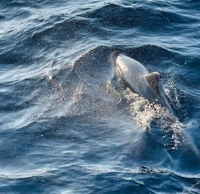 NP Brijuni Island Swimming & Dolphin Watching Sunset Cruise - The Sum Up
