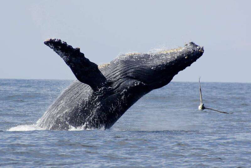 Nuevo Vallarta: Whale Watching by Sailboat Tour - FAQ