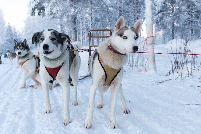 Nulkki Husky Adventure - Experience the Magic of a Husky Sled Ride in Rovaniemi