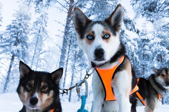 Nulkki Husky Adventure - Who Should Consider This Tour?