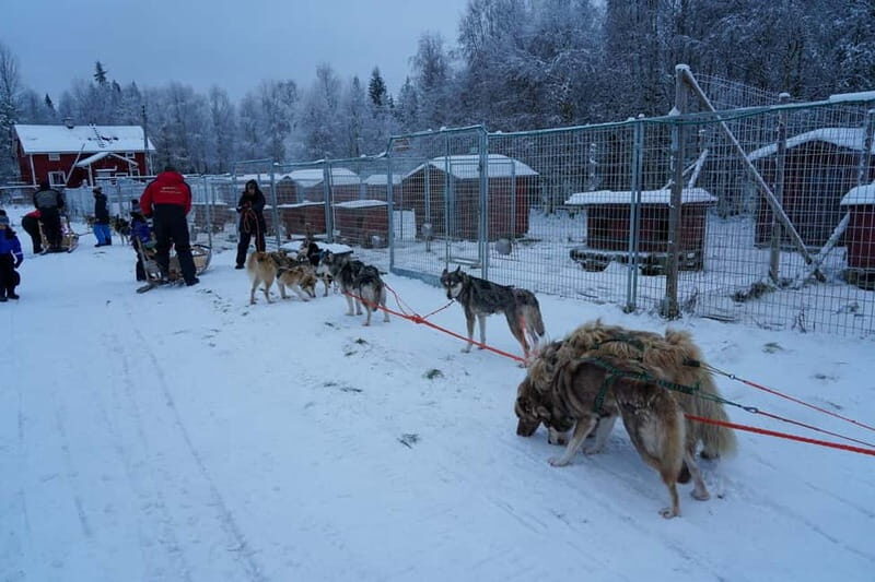 Nulkki Husky Adventure - Nulkki Husky Adventure: A Thrilling Arctic Journey through Lapland’s Snowy Wilderness