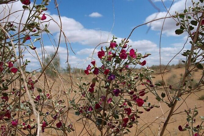 Nurata Mountain & Kyzyl-kum Desert 3 Day Tour From Samarkand or Bukhara - A Deep Dive Into the 3-Day Tour Experience