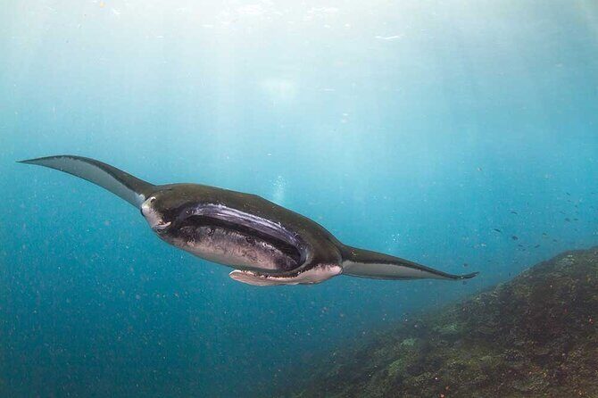 Nusa Penida 3 Fun Dives Boat Trip (For Certified Divers) - An In-Depth Look at the Nusa Penida 3 Fun Dives Boat Trip