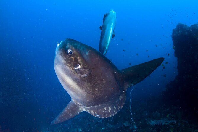 Nusa Penida 3 Fun Dives Boat Trip (For Certified Divers) - Why Choose Purple Dive Penida?