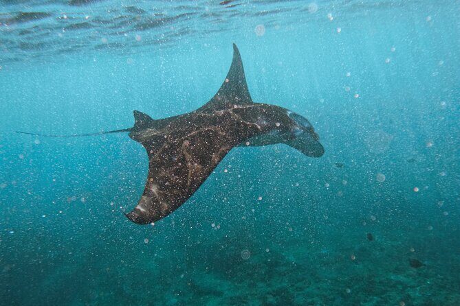 Nusa Penida day trip: boat, 4 snorkeling, Manta rays & Land tour - A Deep Dive into Your Nusa Penida Day Trip