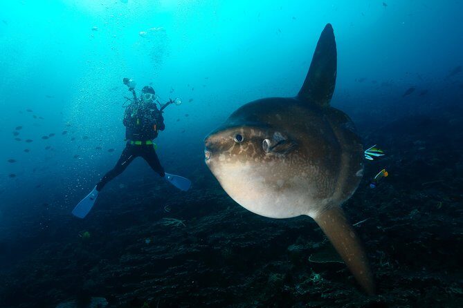 Nusa Penida Day Trip for 3 dives - What’s on the Itinerary?