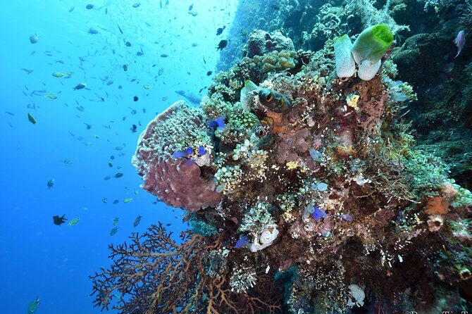 Nusa Penida Day Trip for 3 dives - Marine Life and Sightings