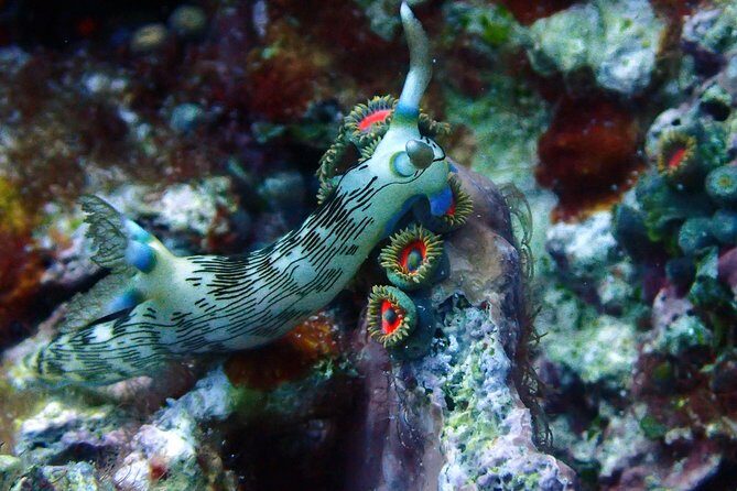 Nusa Penida Day Trip for 3 dives - Equipment and Safety